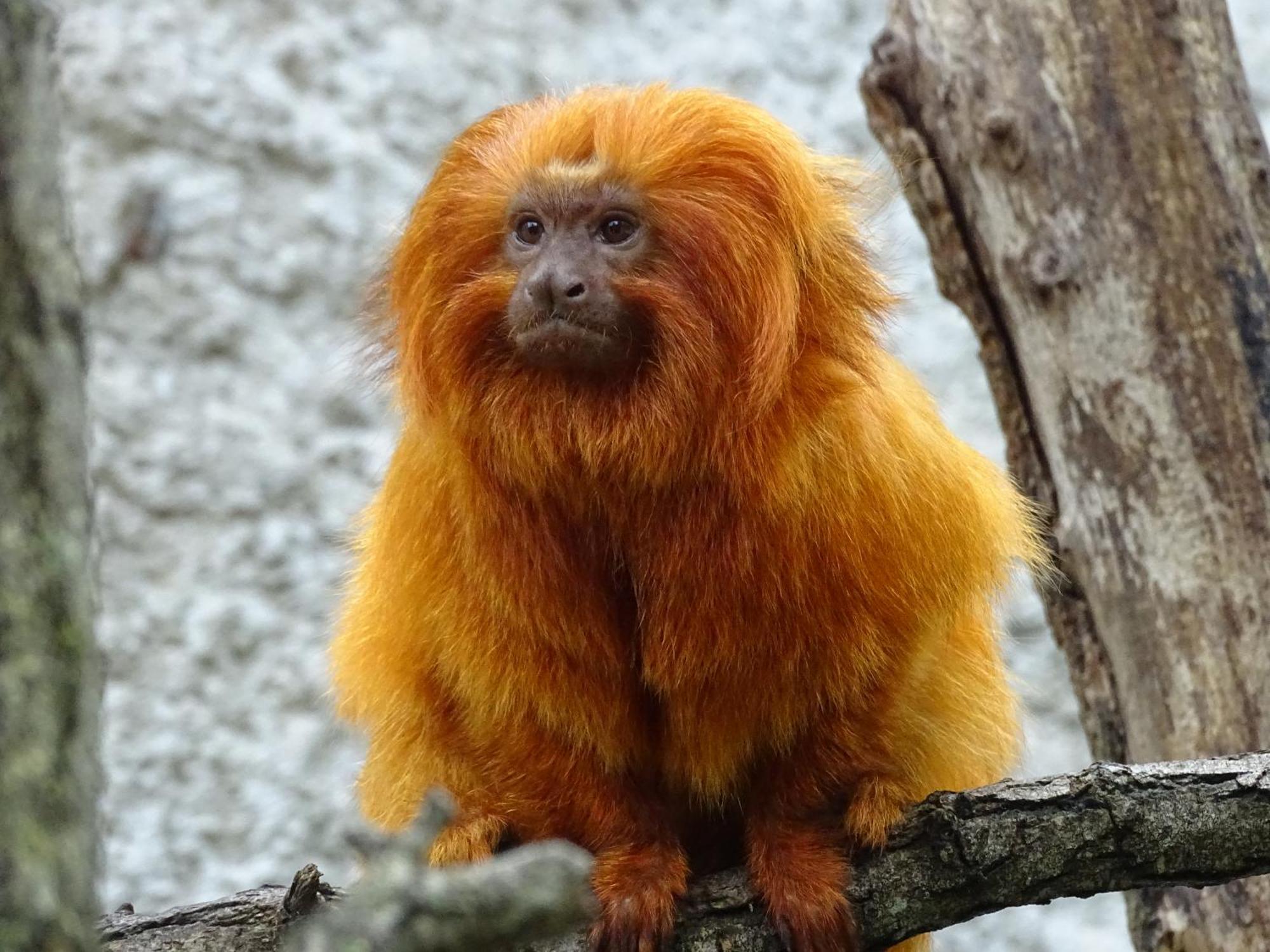 Le Controis-en-Sologne Trainefeuilles - Chambres D'Hotes Proche Zoo De Beauval المظهر الخارجي الصورة